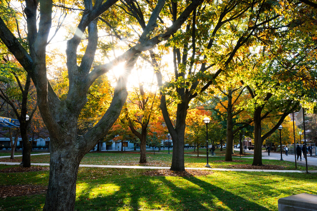 The sun shines through the branches of trees near the Diag.